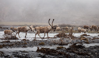 Caribou crossing the Aichilik River