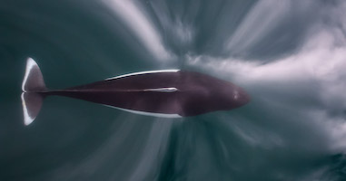 Dall's porpoise, Southeast Alaska