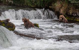 Brown bear at Brook's Lodge