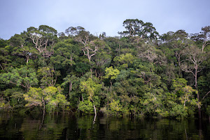 The flooded forest of the Rio Negro
