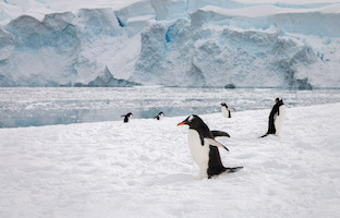 Gentoo penguins