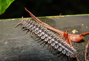 Tractor millipede