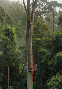 Canopy walkway in Danum Valley