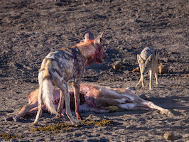 Wild Dog Defending Kill