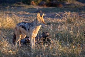 Black-Backed Jackal