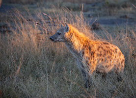 Hyena