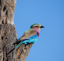 Lilac-Brested Roller