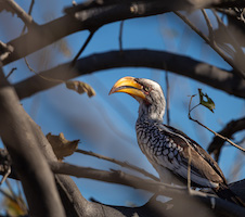 Yellow-Billed Hornbill