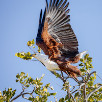 Fish Eagle