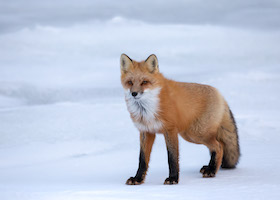 Red fox on Hudson Bay
