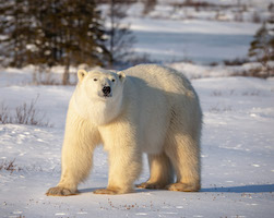 Female polar bear at Hudson Bay