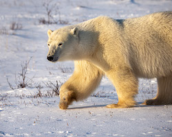 Female polar bear at Hudson Bay