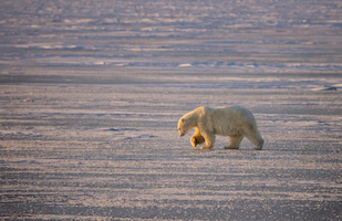 Male polar bear on frozen lake