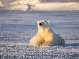 Male polar bear at Hudson Bay