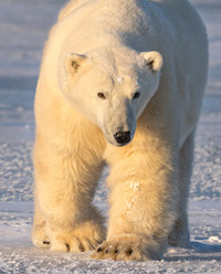 Male polar bear at Hudson Bay