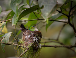 Nesting Hummingbird