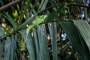 Basilisk Lizard