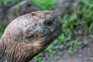 Galapagos giant tortoise _ Floreana Island