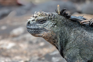 Marine iguana – Fernandina Island