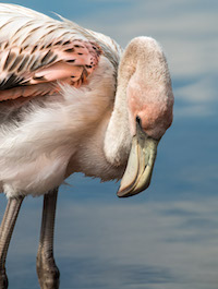 Juvenile flamingo – Floreana Island