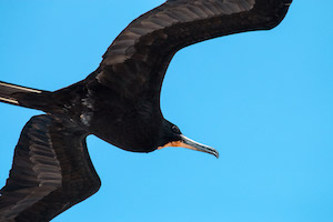 Great frigate bird – Isabela Island