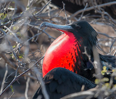 Magnificant frigate bird – North Seymore Island