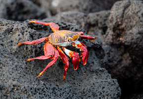 Sally Lightfoot crab – Fernandina Island