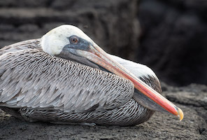 Brown pelican – Fernandina Island