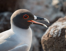 Swallow-tailed gull – North Seymore Island
