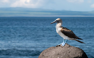 Blue-footed booby – North Seymore Island