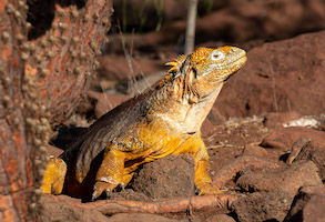 Land iguana – North Seymore Island