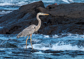 Great blue heron – Santiago Island
