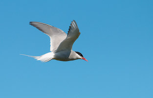 Arctic tern