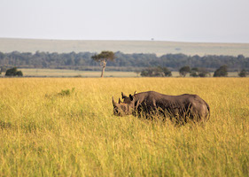 Rhino on the Maasai Mara