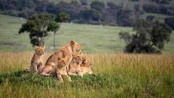 Lioness and cubs, Maasai Mara
