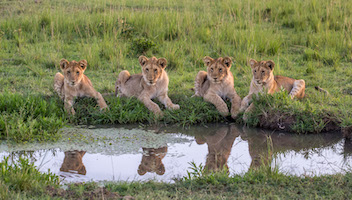 Lion cubs on the Maasai Mara
