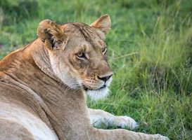 Lioness, Maasai Mara