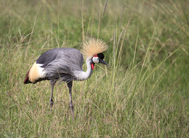 Grey crowned crane, Maaai Mara