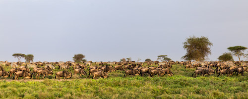 The Great Migration on the Serengeti Plain in Tanzania