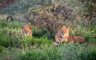 Lion brothers, Serengeti Plain
