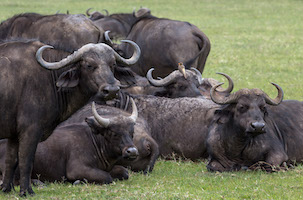 Cape buffalo, Ngorongoro Crater