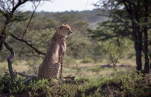Cheetah, Serengeti Plain