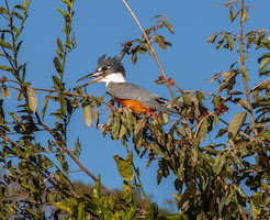 Ringed kingfisher