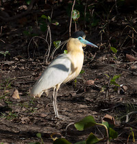 Capped heron