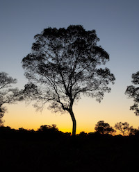 Pantanal sunset
