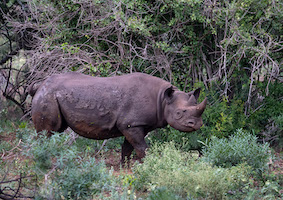 Rhinoceros, South Africa