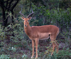 Impala, South Africa