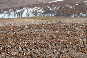 Thousands of king penguins