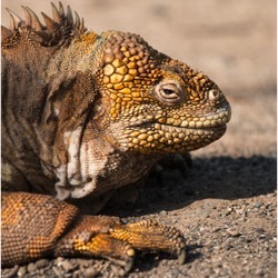 Galapagos Islands iguana