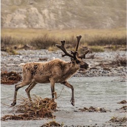 Alaska North Slope caribou